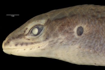 Media type: image;   Herpetology R-44234 Aspect: head lateral